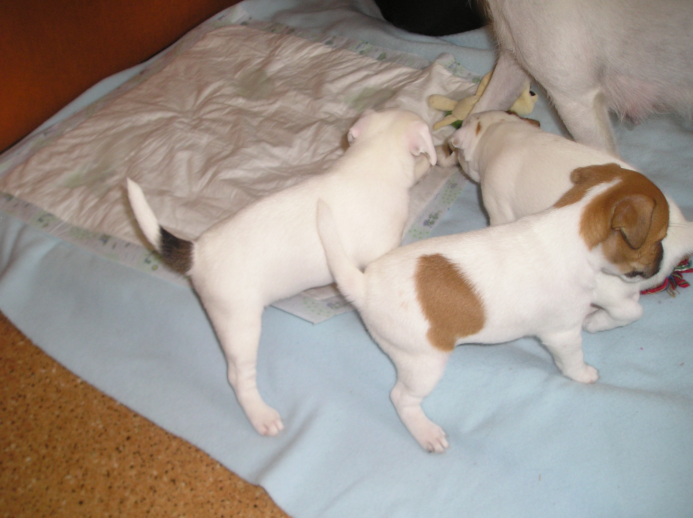 Celestina , Cristie a Ciro